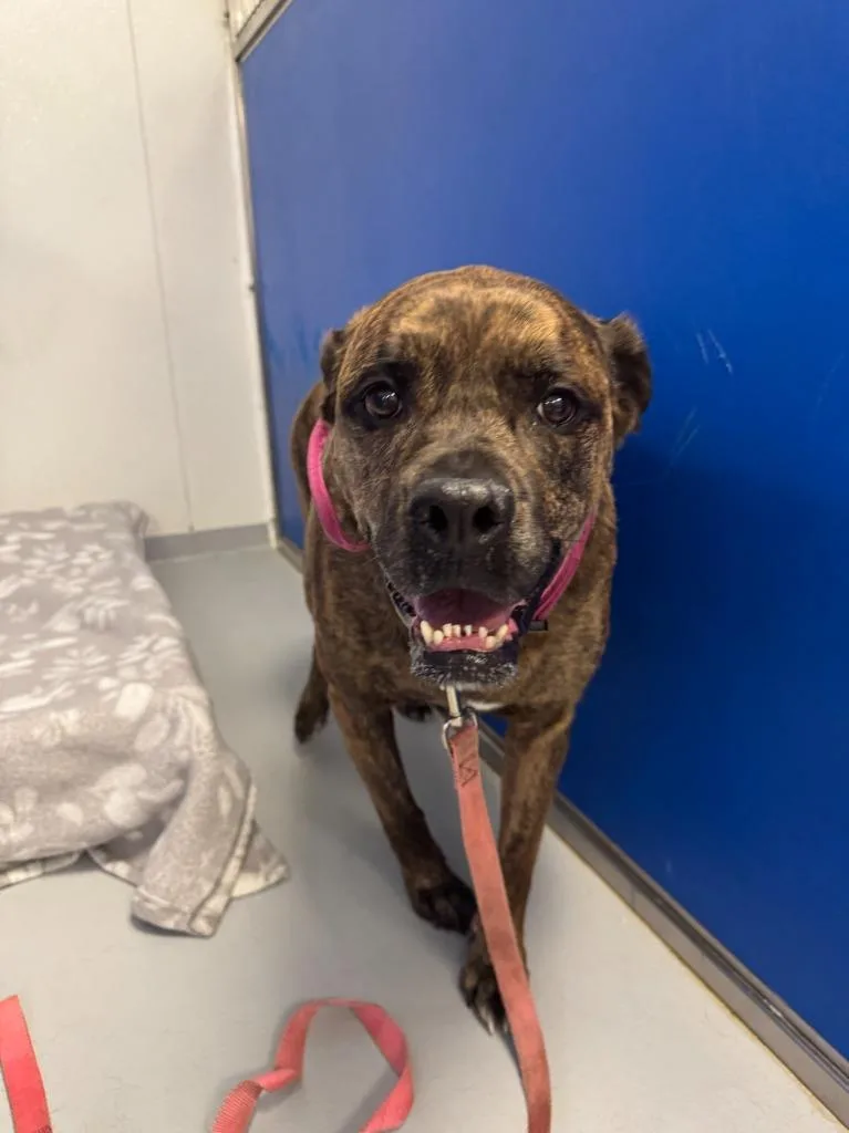 An adult large-sized female Pit Bull Terrier dog named Jasmine for adoption in New Kensington, PA