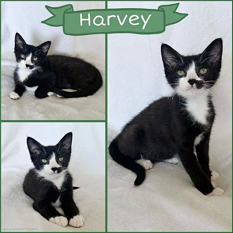 A baby medium-sized male Black & White / Tuxedo Tuxedo cat named Harvey for adoption in Oakley, CA