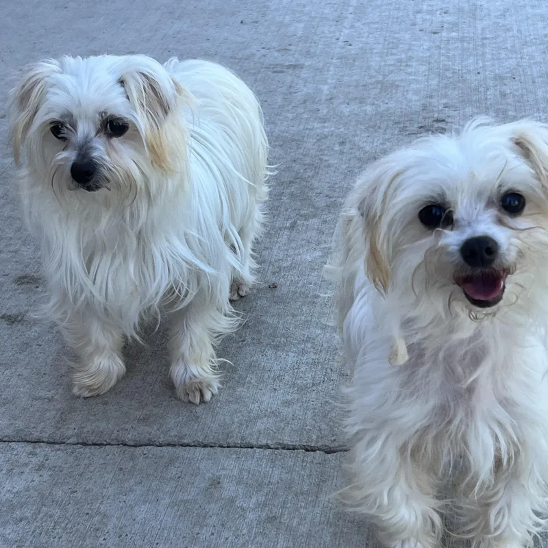 An adult small-sized female White / Cream Maltese dog named Ashley & Kate for adoption in Spencer, IA