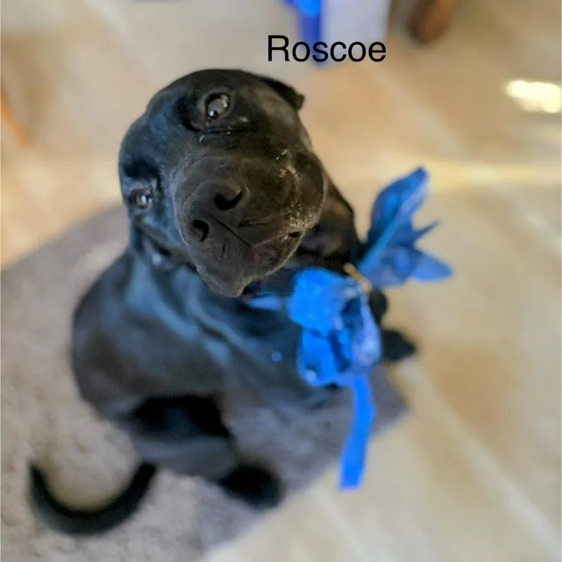 Roscoe thumbnail 4