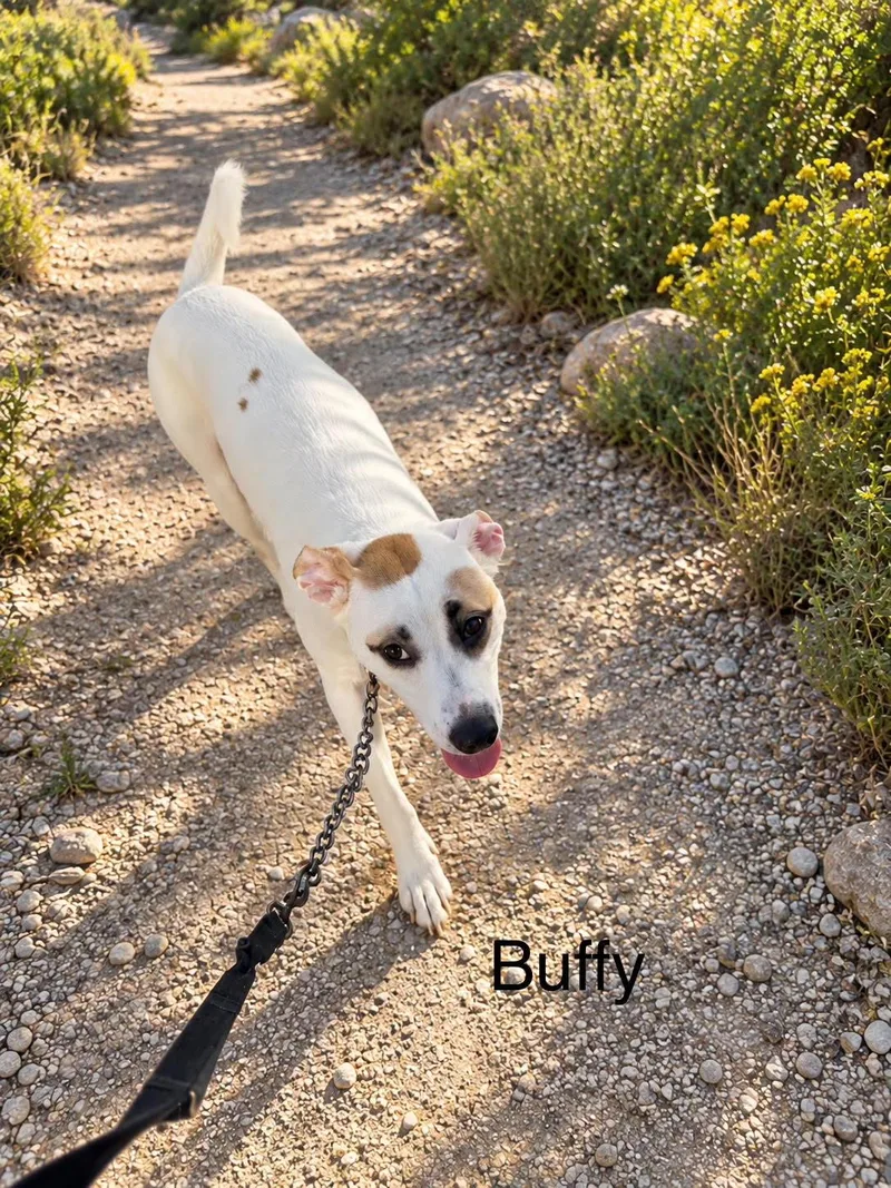 Buffy thumbnail 4