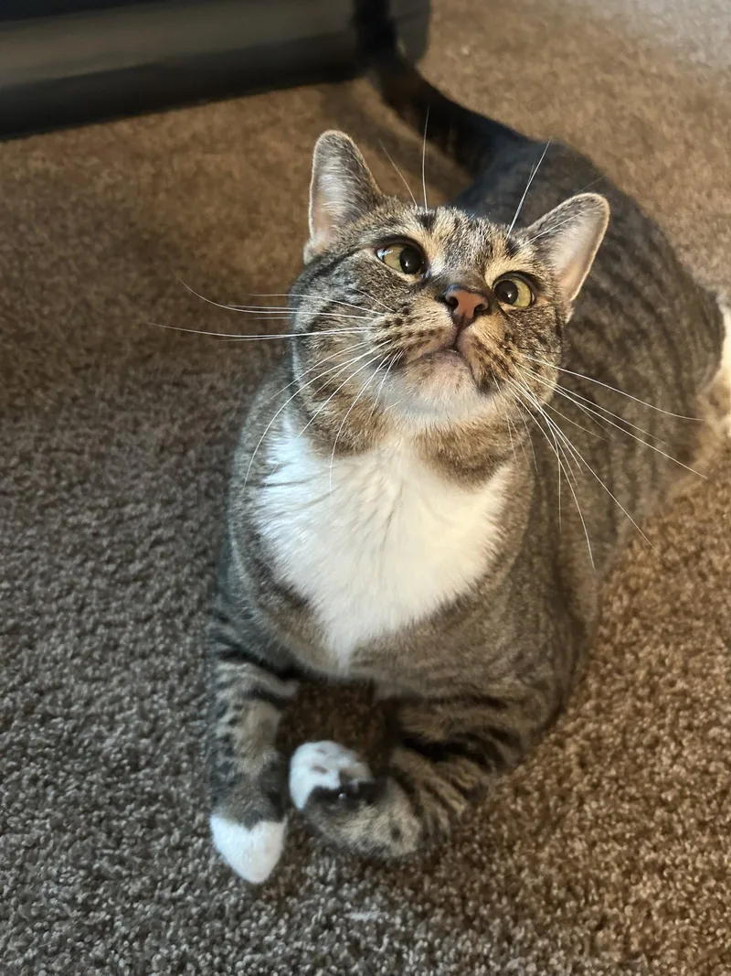 An adult medium-sized female Domestic Short Hair cat named Piper for adoption in East Derry, NH