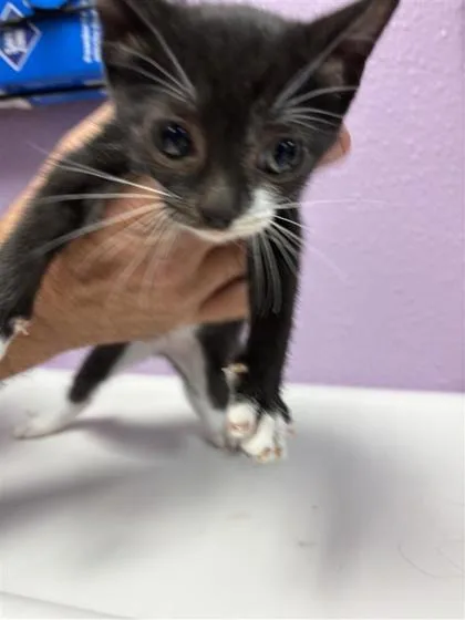A baby small-sized female Black Domestic Short Hair cat named Spencer for adoption in El Paso, TX