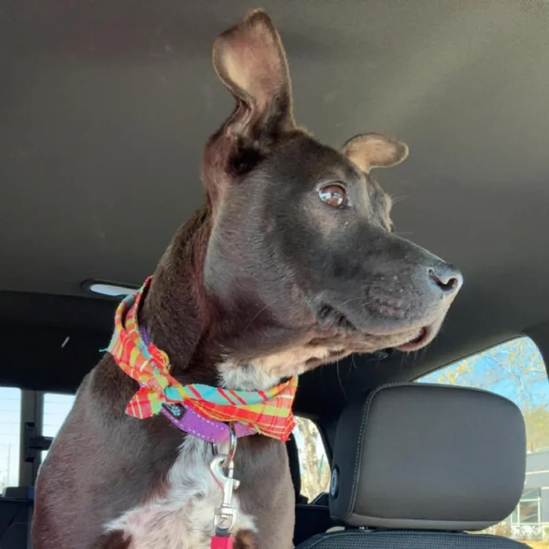 A young medium-sized female Black Mixed Breed dog named Pipsqueak for adoption in Morrisville, VT