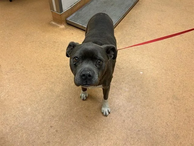 An adult large-sized female Pit Bull Terrier dog named Diane for adoption in Martinez, CA