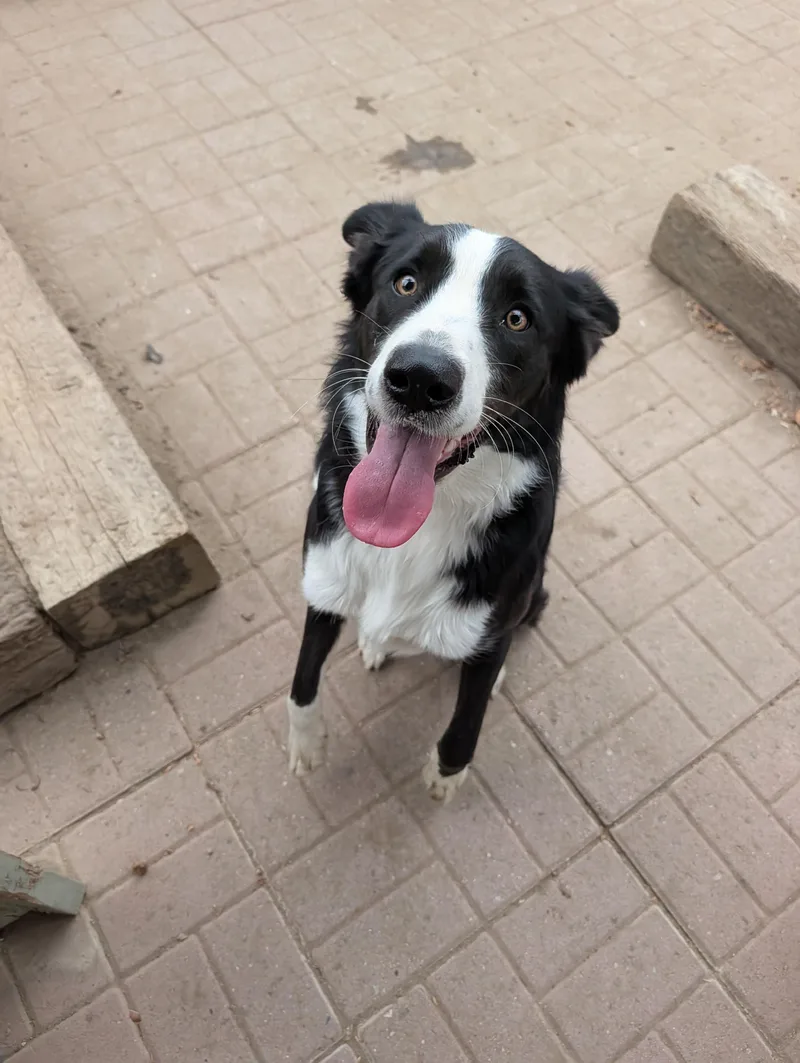 Darwin
