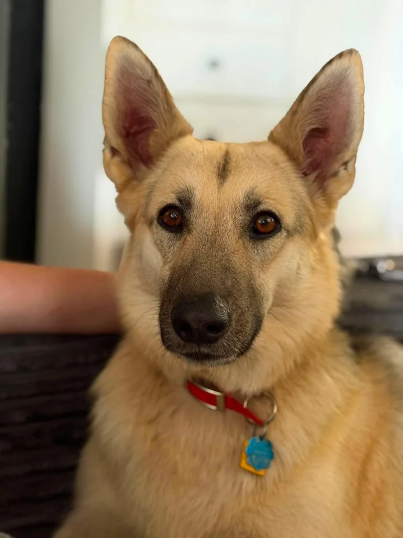 A young large-sized female Tricolor (Brown, Black, & White) German Shepherd Dog dog named Myra for adoption in Lodi, CA