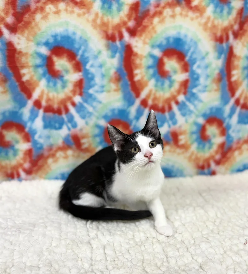 A young medium-sized female Black & White / Tuxedo Domestic Short Hair cat named Daisy for adoption in Upper Sandusky, OH