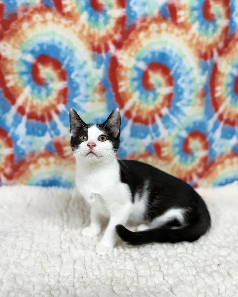 Daisy thumbnail 3