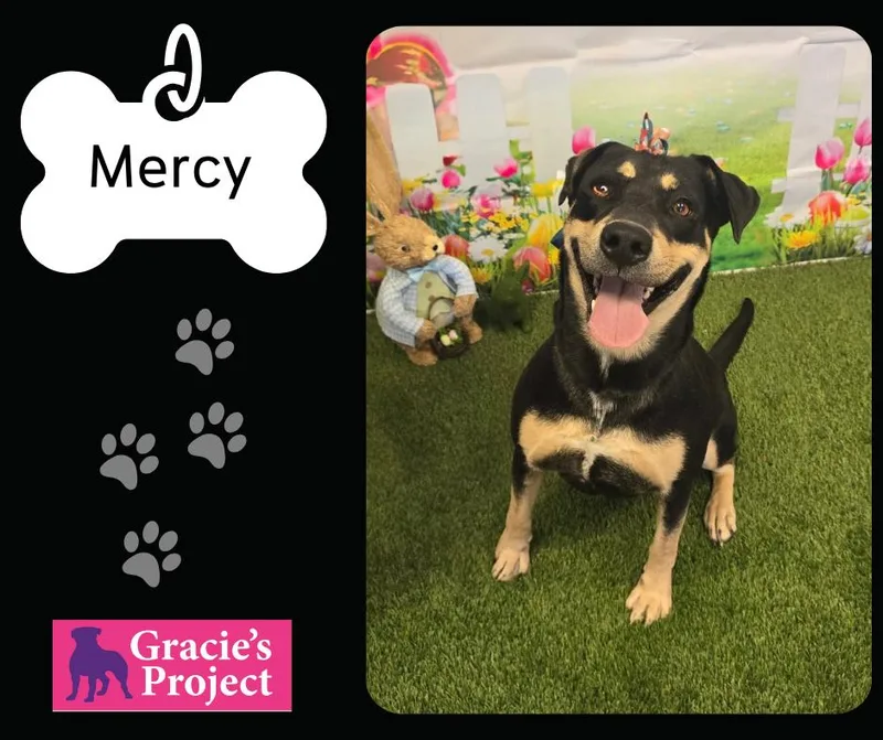 A young medium-sized female German Shepherd Dog dog named Mercy for adoption in Canyon, TX