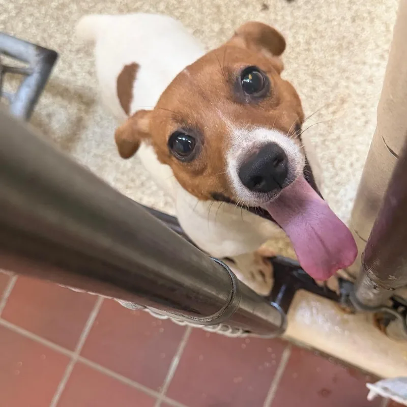 An adult small-sized female Jack Russell Terrier dog named MONTStray for adoption in Perkiomenville, PA