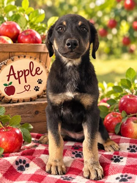 Apple thumbnail 2