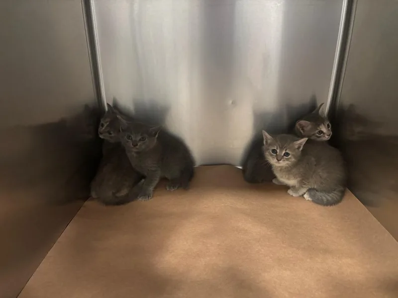 A baby small-sized female Domestic Short Hair cat named Jennie for adoption in Cartersville , GA