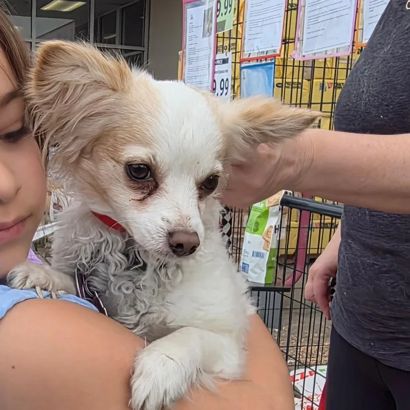 An adult small-sized female White / Cream Papillon dog named Bella for adoption in Chico, CA