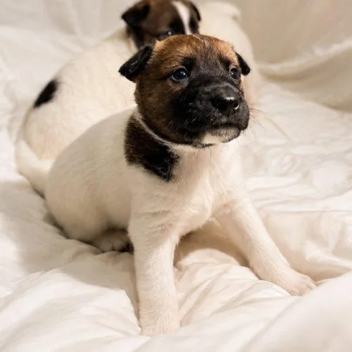 A baby small-sized male Tricolor (Brown, Black, & White) Smooth Collie dog named Duke for adoption in Lathrop, CA