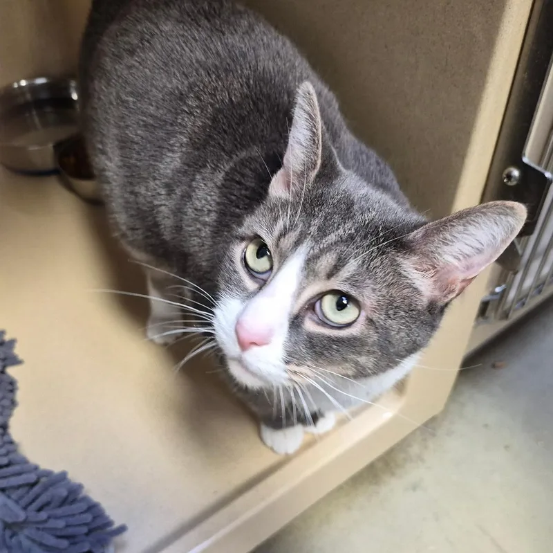An adult medium-sized male Gray & White Tabby cat named Clove for adoption in Clarksville, VA