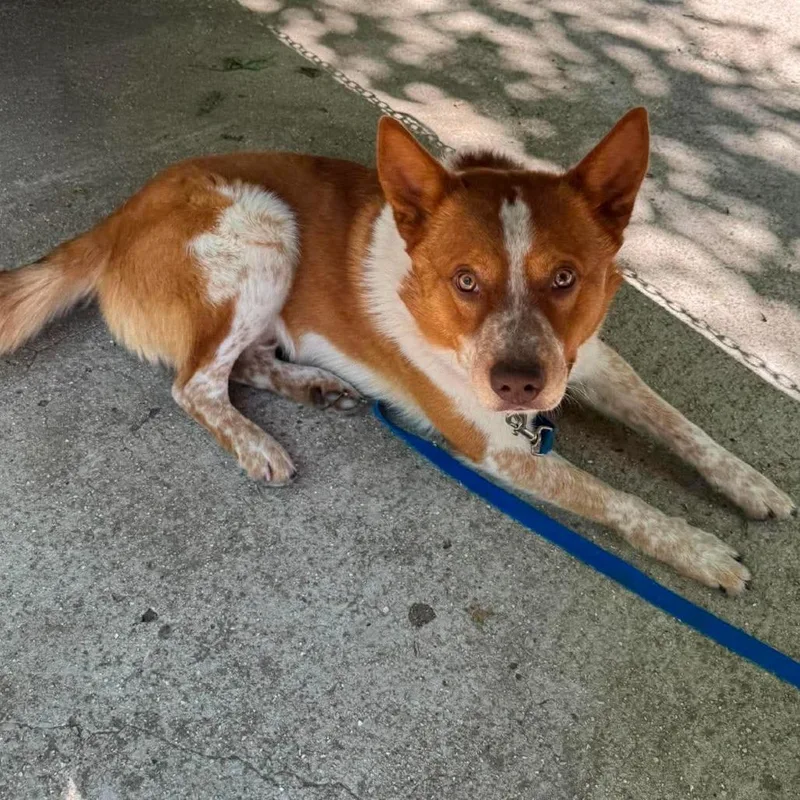 An adult medium-sized male Yellow / Tan / Blond / Fawn Mixed Breed dog named Dutchbro for adoption in Edwardsville, IL