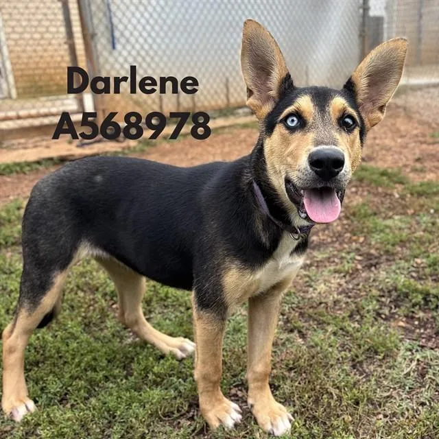 Darlene