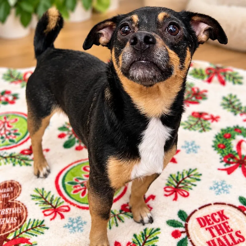 An adult small-sized male Chihuahua dog named Baker for adoption in Hopkinton, MA