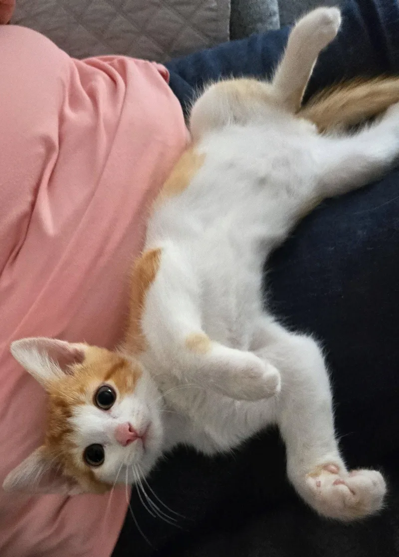 A baby medium-sized male Orange & White Domestic Short Hair cat named Sunbeam for adoption in Wheaton, IL