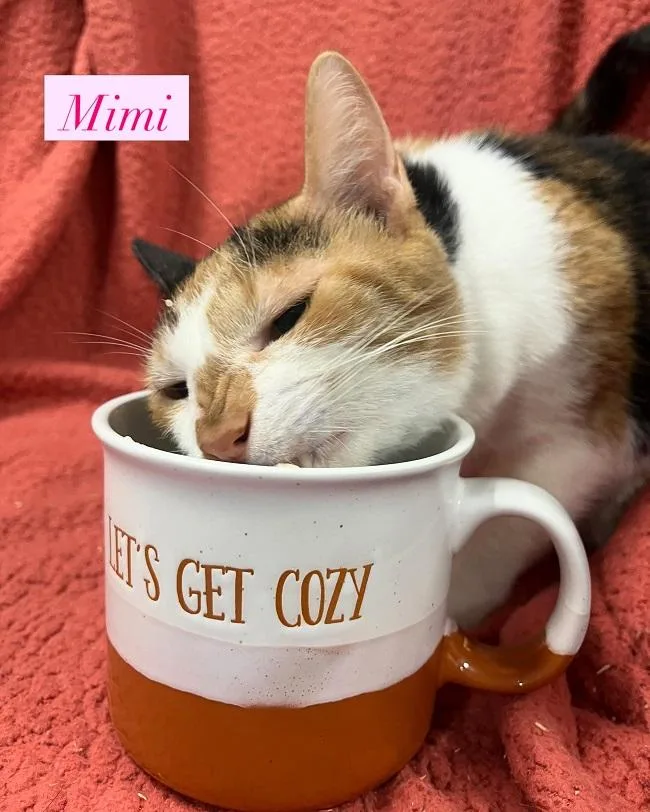 An adult medium-sized female Calico cat named Mimi for adoption in Pegram, TN
