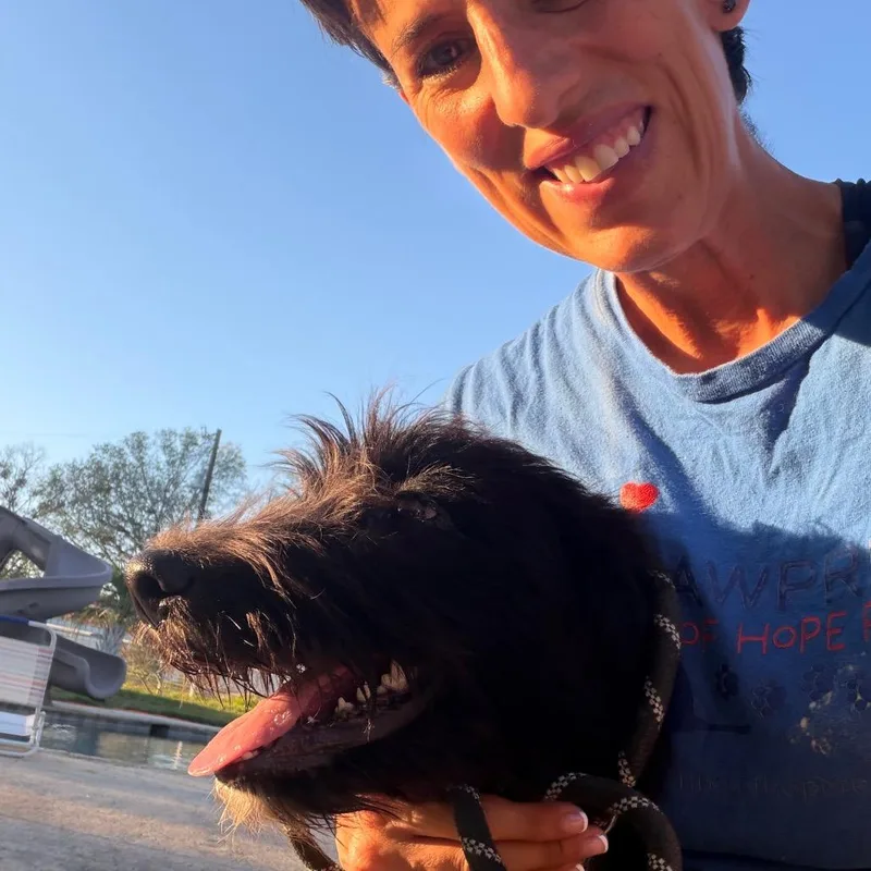 A baby medium-sized female Black Labrador Retriever dog named Zippy for adoption in Aledo, TX