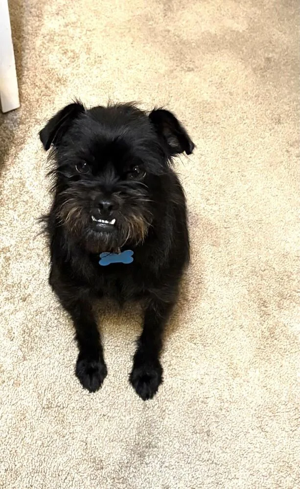 A young small-sized female Black Brussels Griffon dog named Calypso for adoption in Youngsville, NC