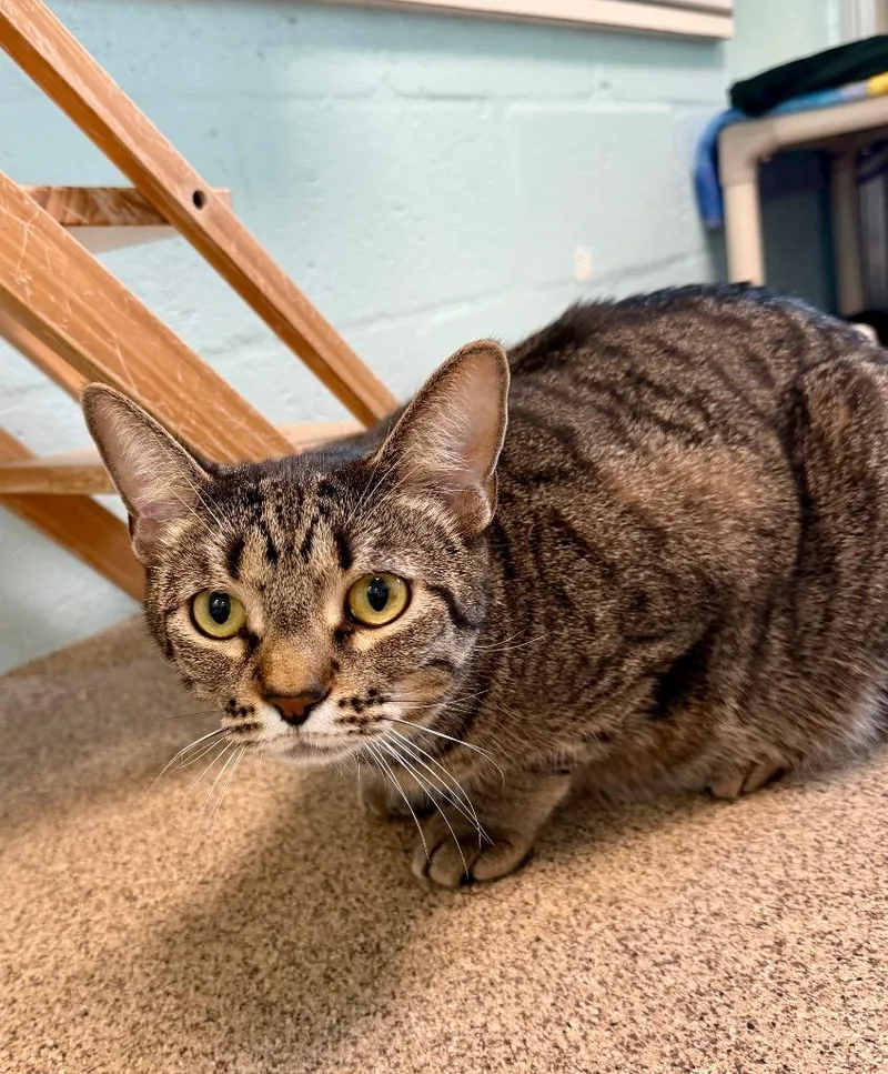 An adult small-sized male Domestic Short Hair cat named Stills for adoption in Cape Coral, FL