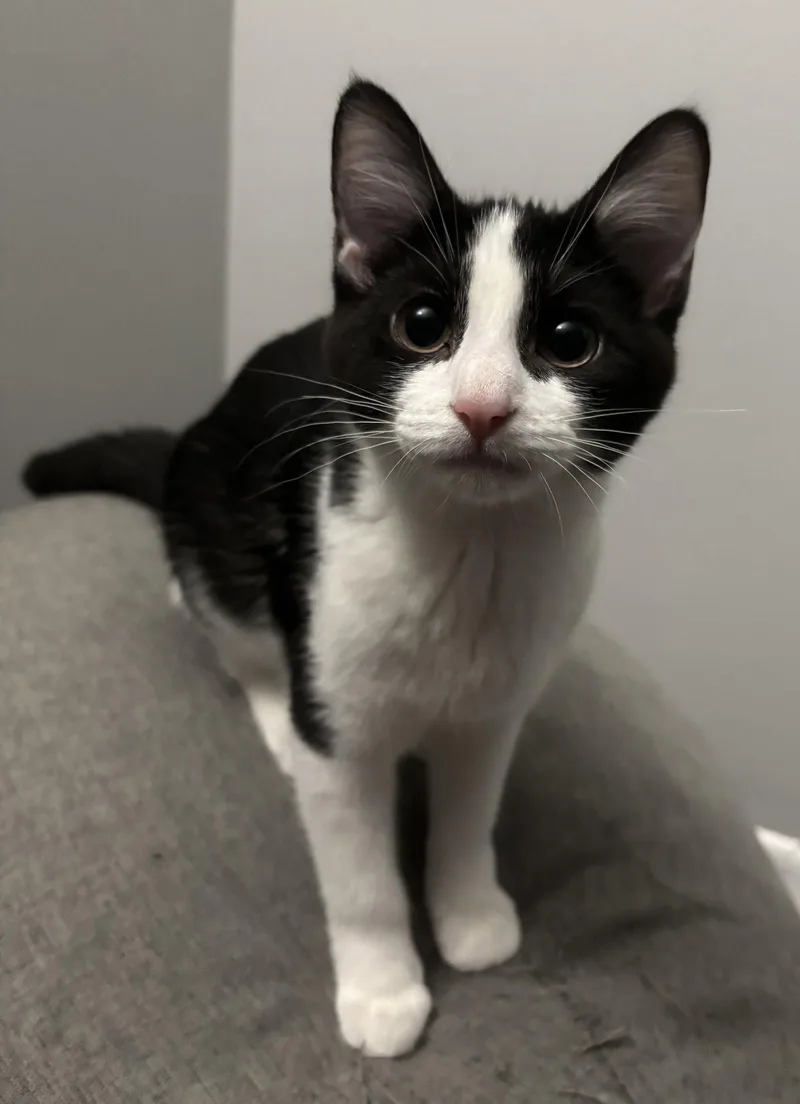 A baby medium-sized female Black & White / Tuxedo Domestic Short Hair cat named Tux for adoption in Kansas City, MO