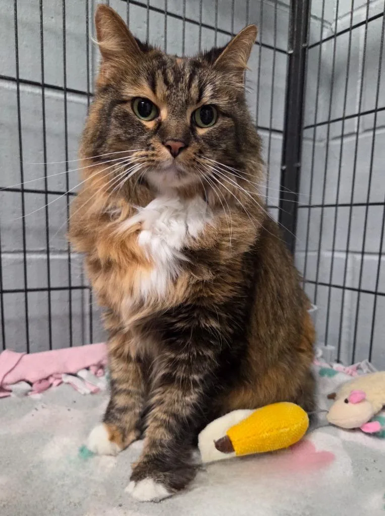 An adult large-sized female Domestic Medium Hair cat named Millie Mae for adoption in Muskegon, MI
