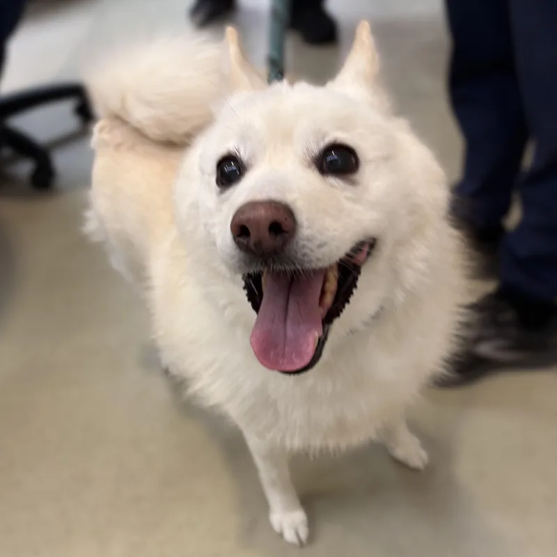 Elsa