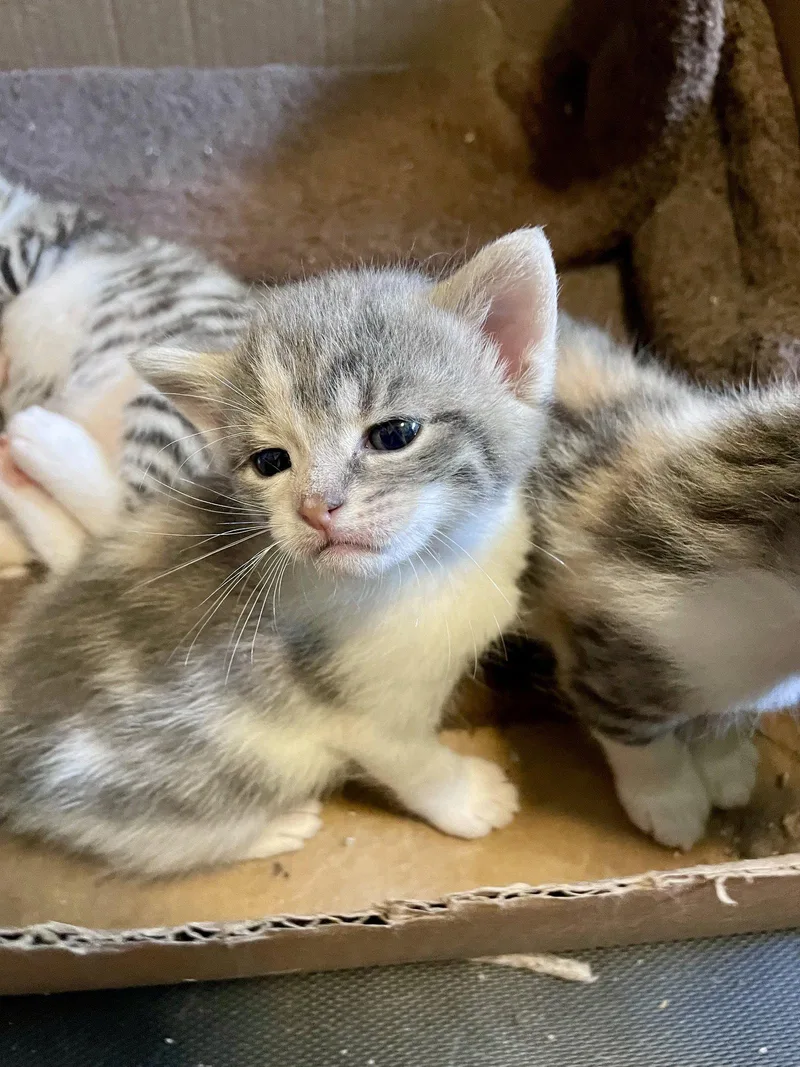 A baby medium-sized female Domestic Short Hair cat named Laura for adoption in Broomall, PA