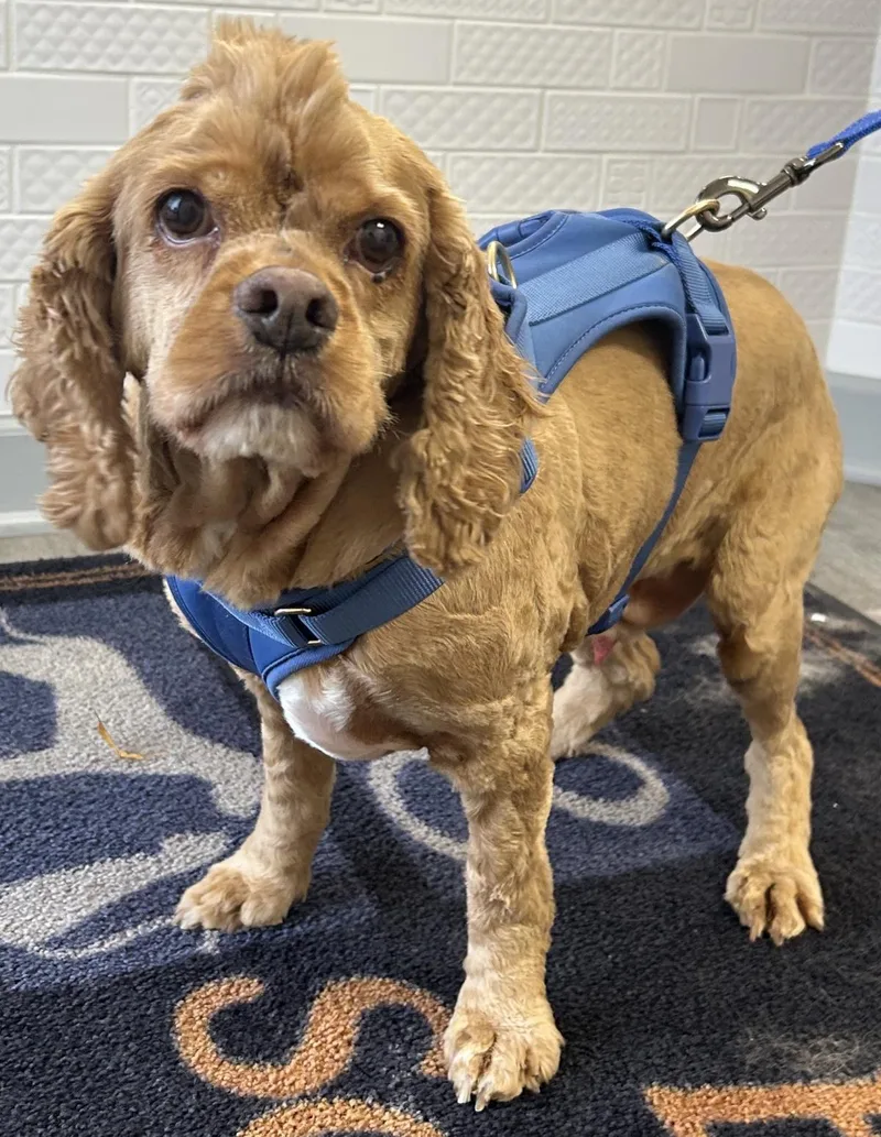 A senior medium-sized male Cocker Spaniel dog named Dakota for adoption in Westminster, MD