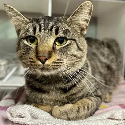 An adult medium-sized male Tabby (Buff / Tan / Fawn) Domestic Short Hair cat named Bruce for adoption in Nantucket, MA