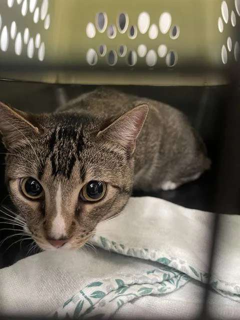 A young medium-sized male Domestic Short Hair cat named Ziad for adoption in Dallas, TX