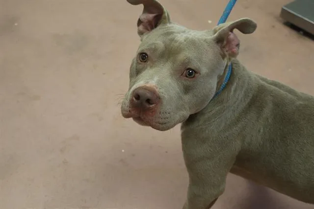 A young medium-sized male Mixed Breed dog named Max for adoption in Columbia, SC