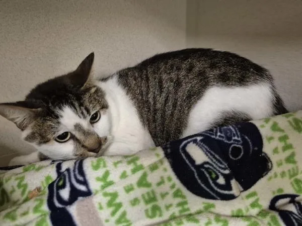 An adult medium-sized male Domestic Short Hair cat named Tanko for adoption in Silverdale, WA