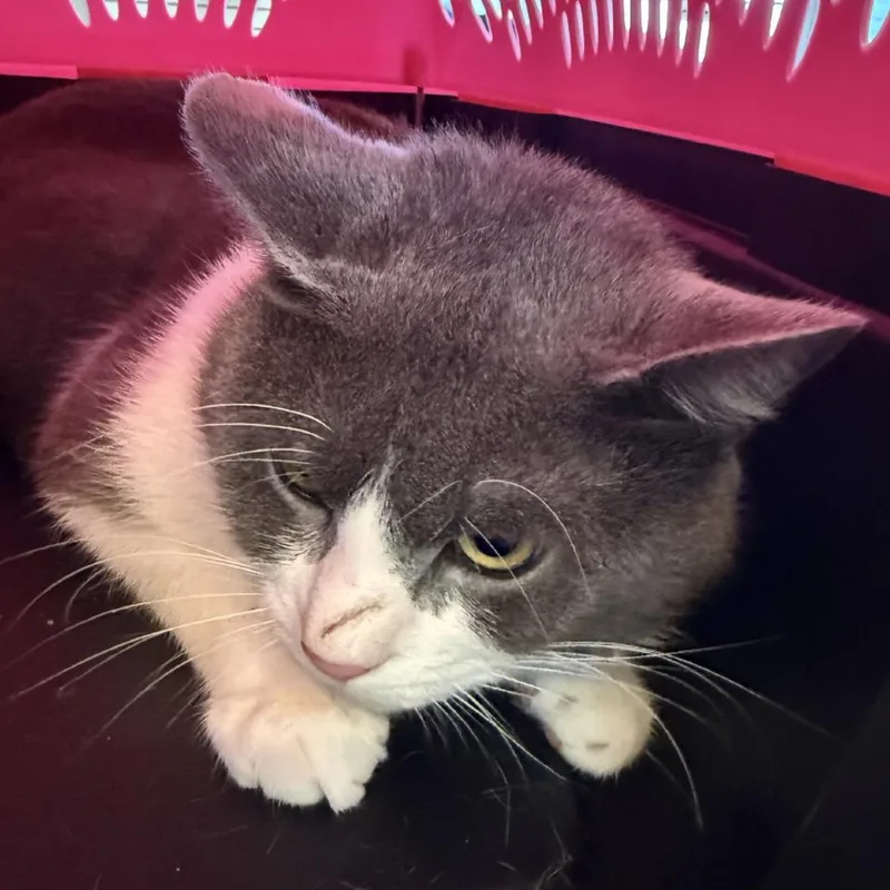 An adult medium-sized male Gray / Blue / Silver Domestic Short Hair cat named Gravey for adoption in Galveston, TX