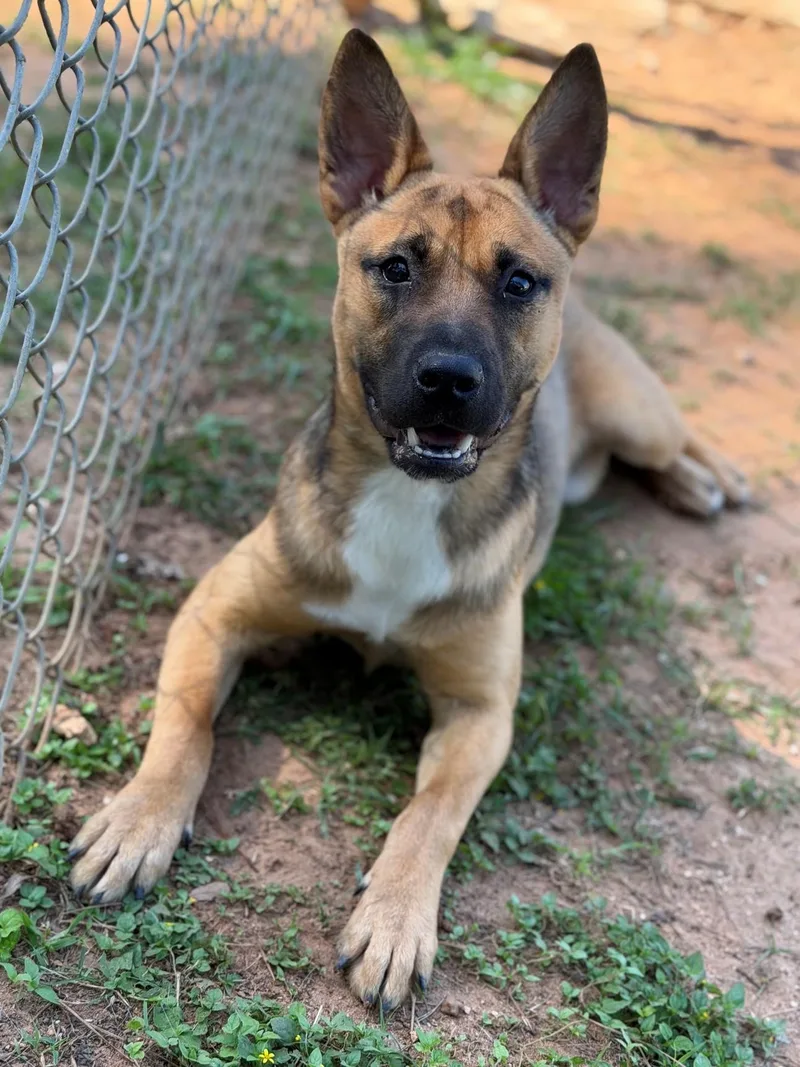 A young medium-sized male Bicolor Shepherd dog named Bonnie for adoption in Summerdale, AL