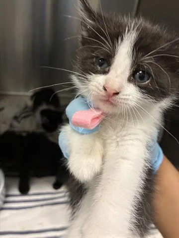 A baby small-sized female Domestic Medium Hair cat named Bobbie for adoption in San Martin, CA