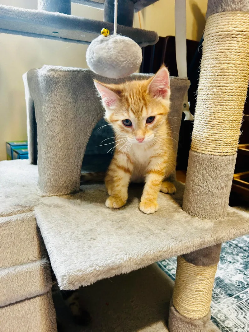A baby medium-sized male Orange & White Domestic Short Hair cat named Stone Cold for adoption in Valley City, ND