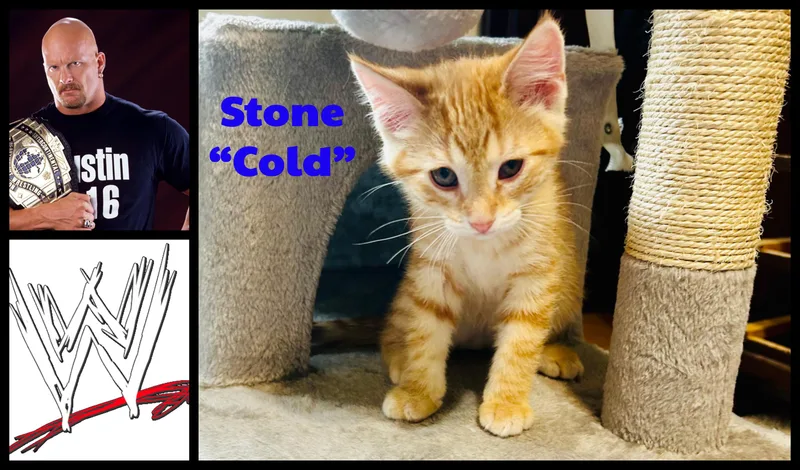 Stone Cold thumbnail 3