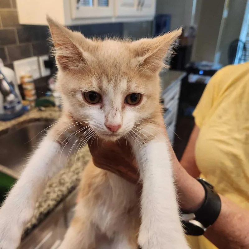 A baby small-sized male Brown / Chocolate Domestic Short Hair cat named Alan for adoption in Valdosta , GA