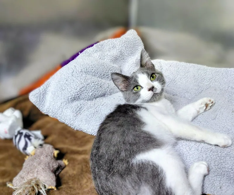 A baby medium-sized male Gray & White Domestic Short Hair cat named Romeo for adoption in Onley, VA