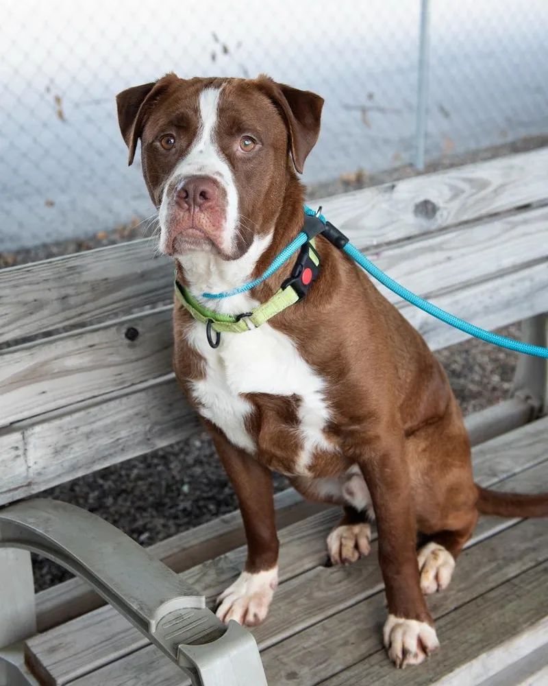 A young large-sized male Pit Bull Terrier dog named Hammy for adoption in Boone, IA