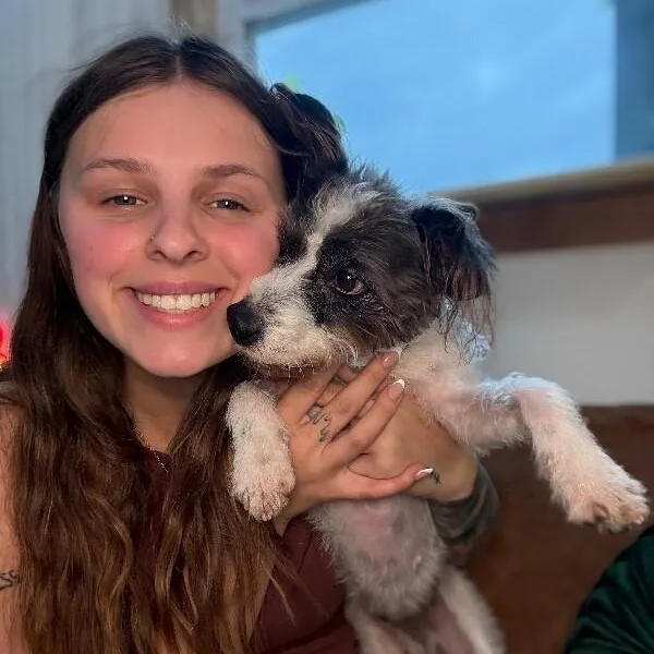 A young small-sized female Brown / Chocolate Jack Russell Terrier dog named Ellie Swan for adoption in Friendswood, TX