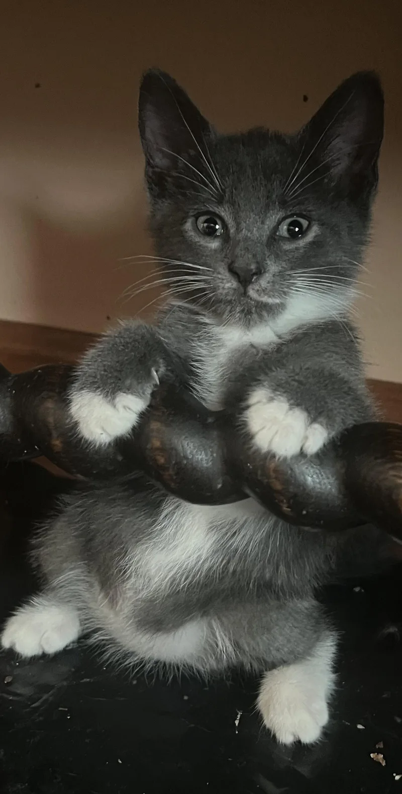 A baby medium-sized male Gray / Blue / Silver Domestic Short Hair cat named Akebia Nagle for adoption in Trenton, NJ