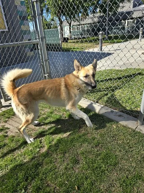 An adult large-sized female German Shepherd Dog dog named Mia for adoption in Riverside, CA
