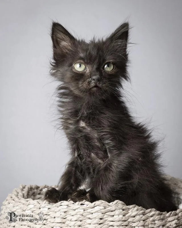 A young medium-sized male Black Domestic Short Hair cat named Olaf for adoption in Maryville, TN