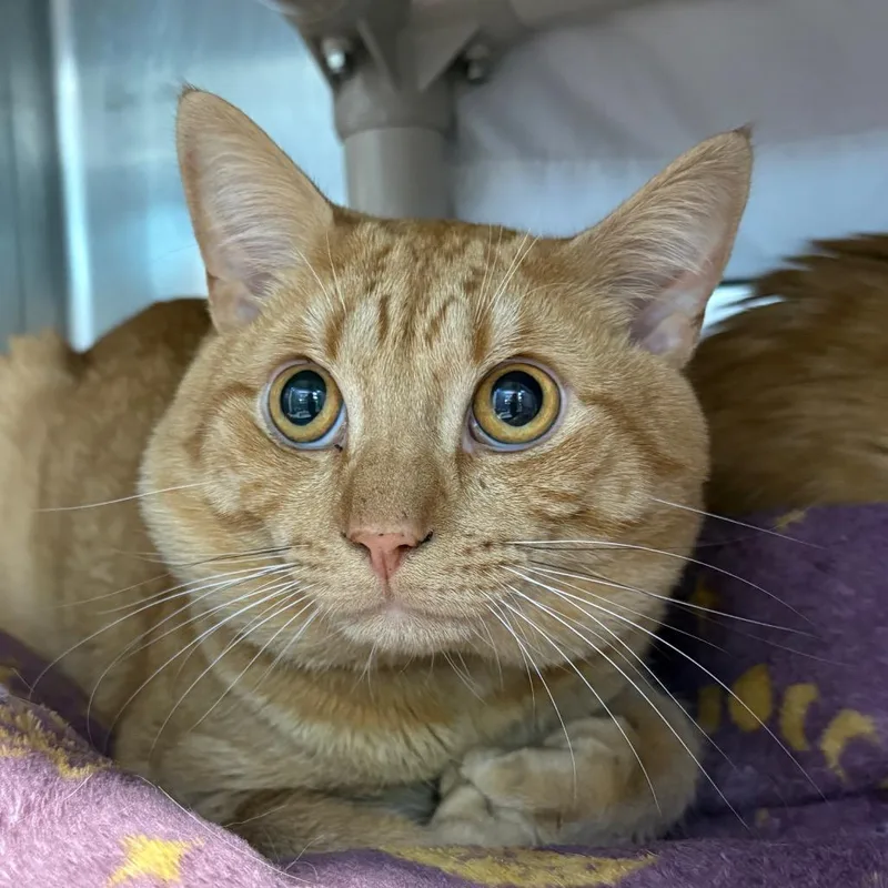 A young medium-sized male Orange / Red Domestic Short Hair cat named OliverBonded w Oscar for adoption in Kennebunk, ME
